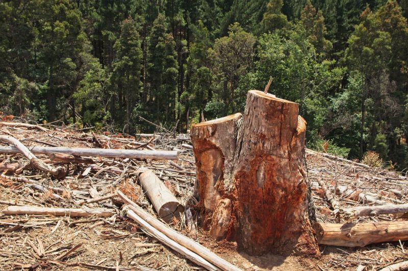 Вырубка леса в районе Садгорода заинтересовала прокуратуру
